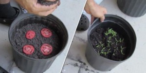 Voici la technique la plus simple au monde pour faire pousser ses plants de tomates