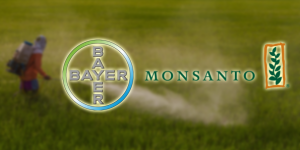 Mariage infernal: Bayer veut racheter Monsanto