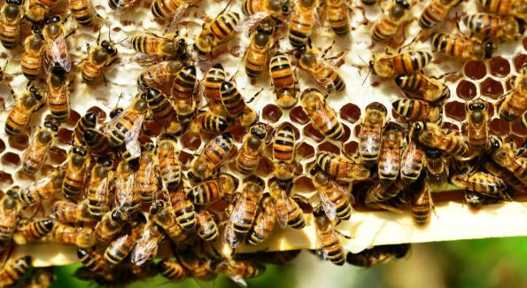 Les 7 gestes simples qui protègent les abeilles