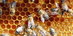 Néonicotinoïdes: plus de 650 000 signatures pour sauver les abeilles remises à Ségolène Royal
