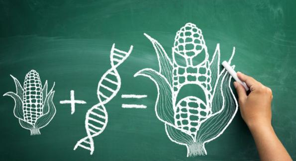 De nouveaux OGM se cachent-ils dans nos assiettes ?