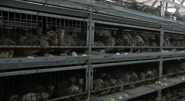Oeufs de caille: des conditions d'élevage misérables pour la gastronomie