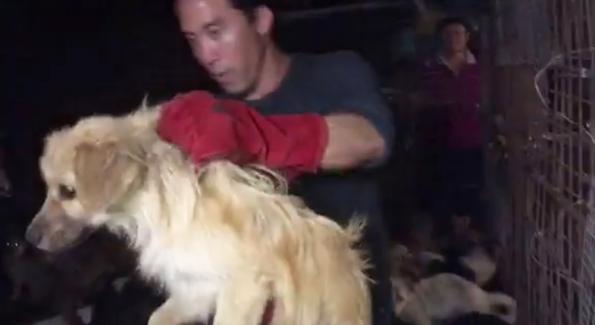 Yulin : un homme sauve 1000 chiens d'une mort assurée