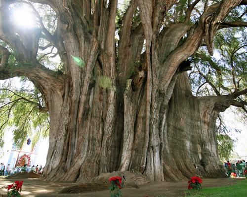 Les 10 arbres les plus impressionnants au monde