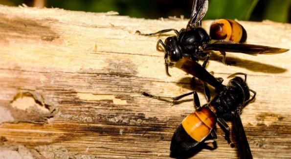 Cet été, les abeilles pourraient être victimes d’une invasion de frelons asiatiques