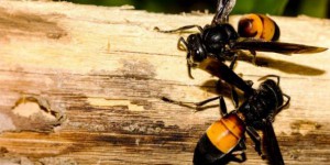 Cet été, les abeilles pourraient être victimes d’une invasion de frelons asiatiques
