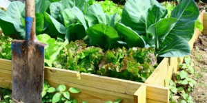 Comment fabriquer un carré de potager pour ses légumes bio ?