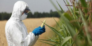 Vous mangerez bientôt du soja OGM de Monsanto sans le savoir
