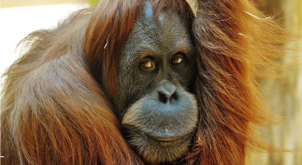 L'orang-outan disparaïtra d’ici 10 ans à cause de l’huile de palme