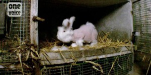 Maltraitance animale: n'achetez pas de laine angora 