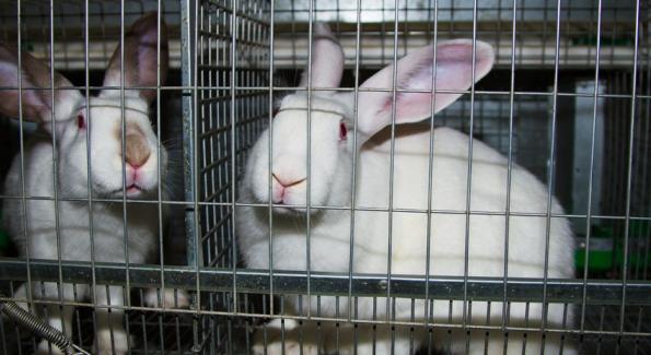 Les produits cosmétiques ne seront plus testés sur les animaux
