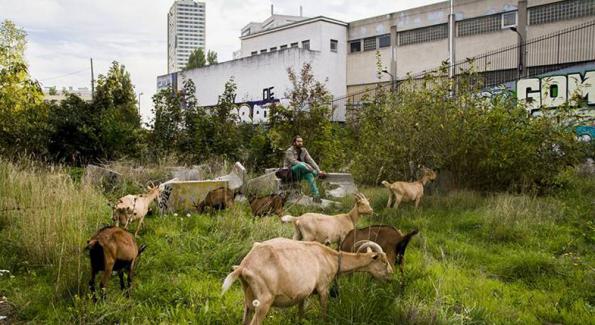 Un berger fait pâturer ses chèvres à Bagnolet, aux portes de Paris