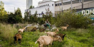 Un berger fait pâturer ses chèvres à Bagnolet, aux portes de Paris