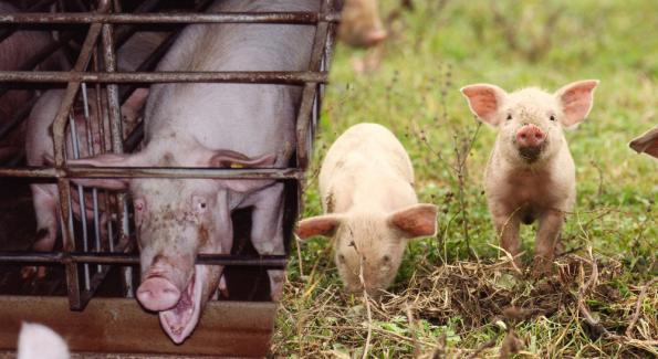 Bien-être animal: une pétition pour exiger l'étiquetage du mode d'élevage  