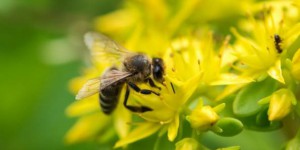 Les abeilles, une espèce officiellement reconnue en voie de disparition