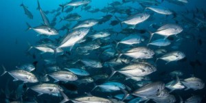 La réduction des quotas de pêche en eau profonde empêchera t-elle la surpêche ?