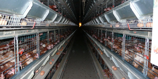 La viande industrielle renferme trop d'antibiotiques