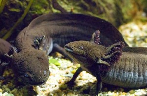 L’axolotl, une salamandre en danger critique d’extinction