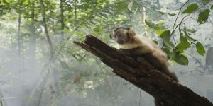 Amazonia: les périples d’un petit singe capucin