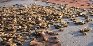 Mortalité des abeilles : l’Anses fait le point