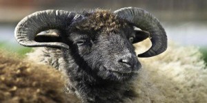 Ecomouton: les moutons comme tondeuses écologiques!