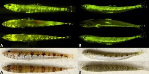 La biofluorescence, la face cachée des poissons