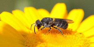 Miel: le pollen butiné par les abeilles peut-être OGM!