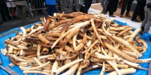3 tonnes d’ivoire illicite broyées devant la Tour Eiffel