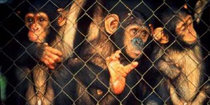 Le trafic d’animaux alimente la corruption et le terrorisme