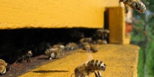 Epilobee, les abeilles meurent dans toute l’Europe
