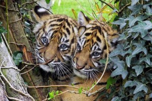 Doubler les populations de tigres d’ici 2022 ?