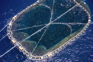 Des océans aux boîtes de thon, Greenpeace nous éclaire