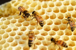 Récolte de miel 2014 en baisse de 50 à 80%