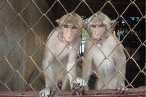 Air France et l’enfer des singes de laboratoire