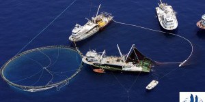 Greenpeace épingle le thon de Petit Navire