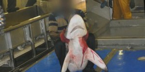 Vidéo choc de Greenpeace sur la pêche au thon
