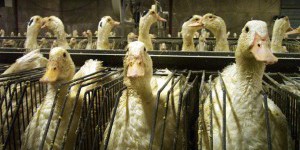 Le foie gras : une torture haut de gamme