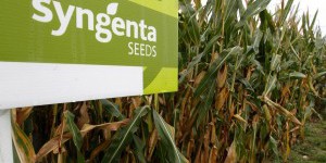 La dissolution de Syngenta Seeds annulée !