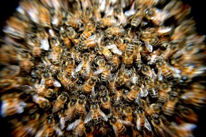 Mortalité des abeilles: premier point à la sortie de l’hiver