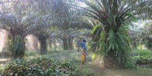 L’huile de palme en recherche de durabilité
