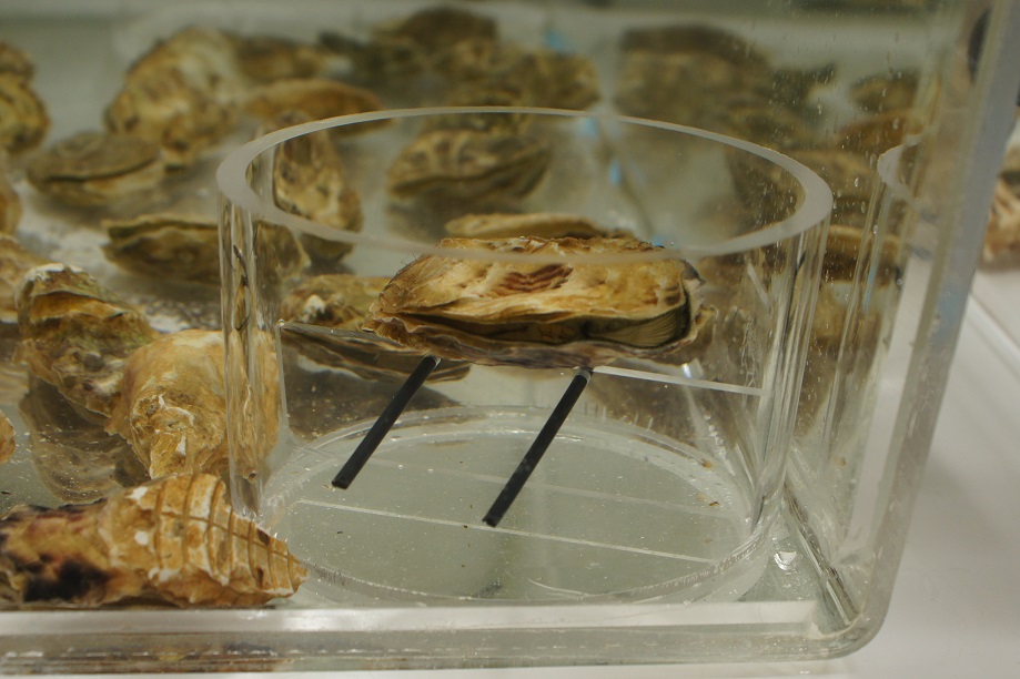 Huîtres : la menace des micro-plastiques !