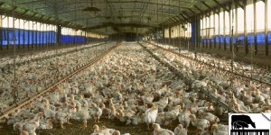 Viande: étiqueter l’origine, le mode d’élevage et les OGM
