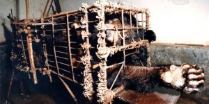 Asie: l’horreur du trafic de la bile d’ours continue