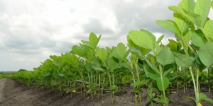 La production des OGM repart à la hausse dans le monde!