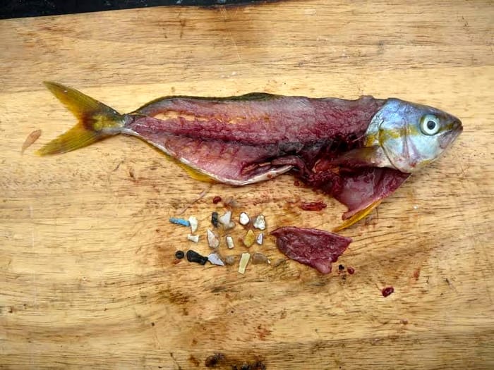 Les microplastiques contaminent  fruits de mer, poissons et sel