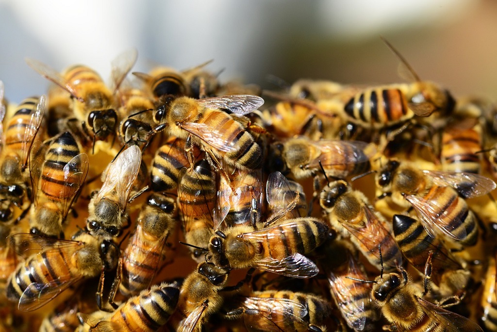Les abeilles toujours exposées aux néonicotinoïdes