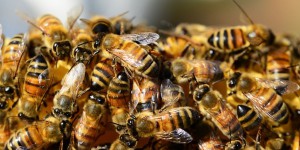 Les abeilles toujours exposées aux néonicotinoïdes