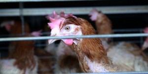Les poules pondeuses élevées en cage en voie de disparition?
