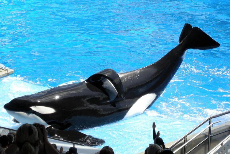 Les orques parlent, raison de plus pour mettre fin à leur captivité!