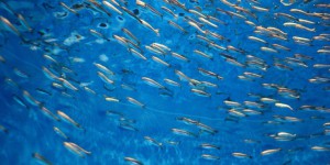 Journée mondiale pour la fin de la pêche: non à l’exploitation des poissons